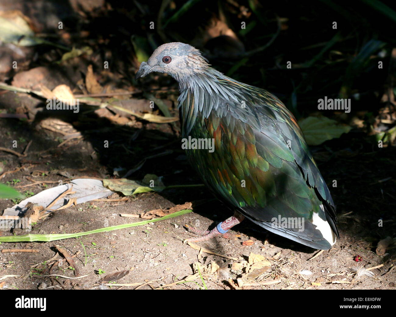 Nicobare piccione (Caloenas nicobarica) Foto Stock