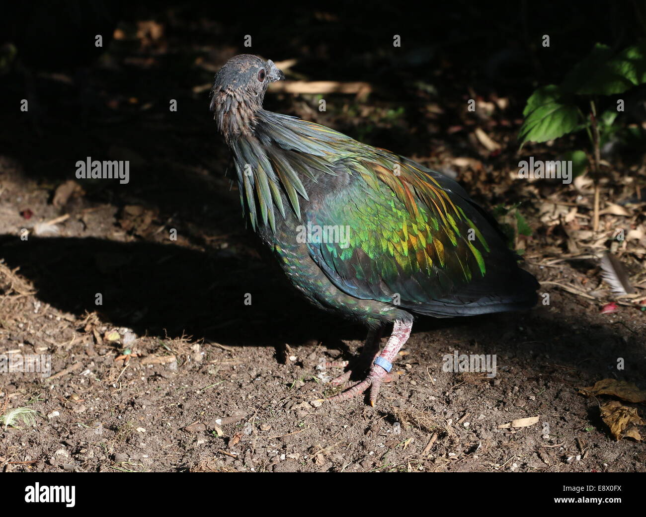 Nicobare piccione (Caloenas nicobarica) Guardando sopra la spalla Foto Stock
