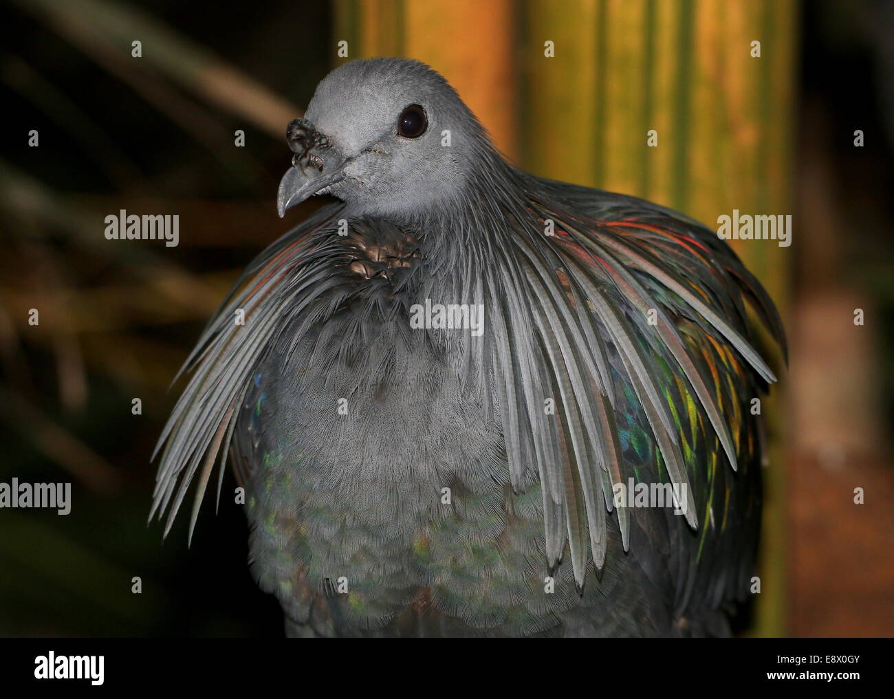 Nicobare piccione (Caloenas nicobarica) dettagliata di close-up di testa Foto Stock