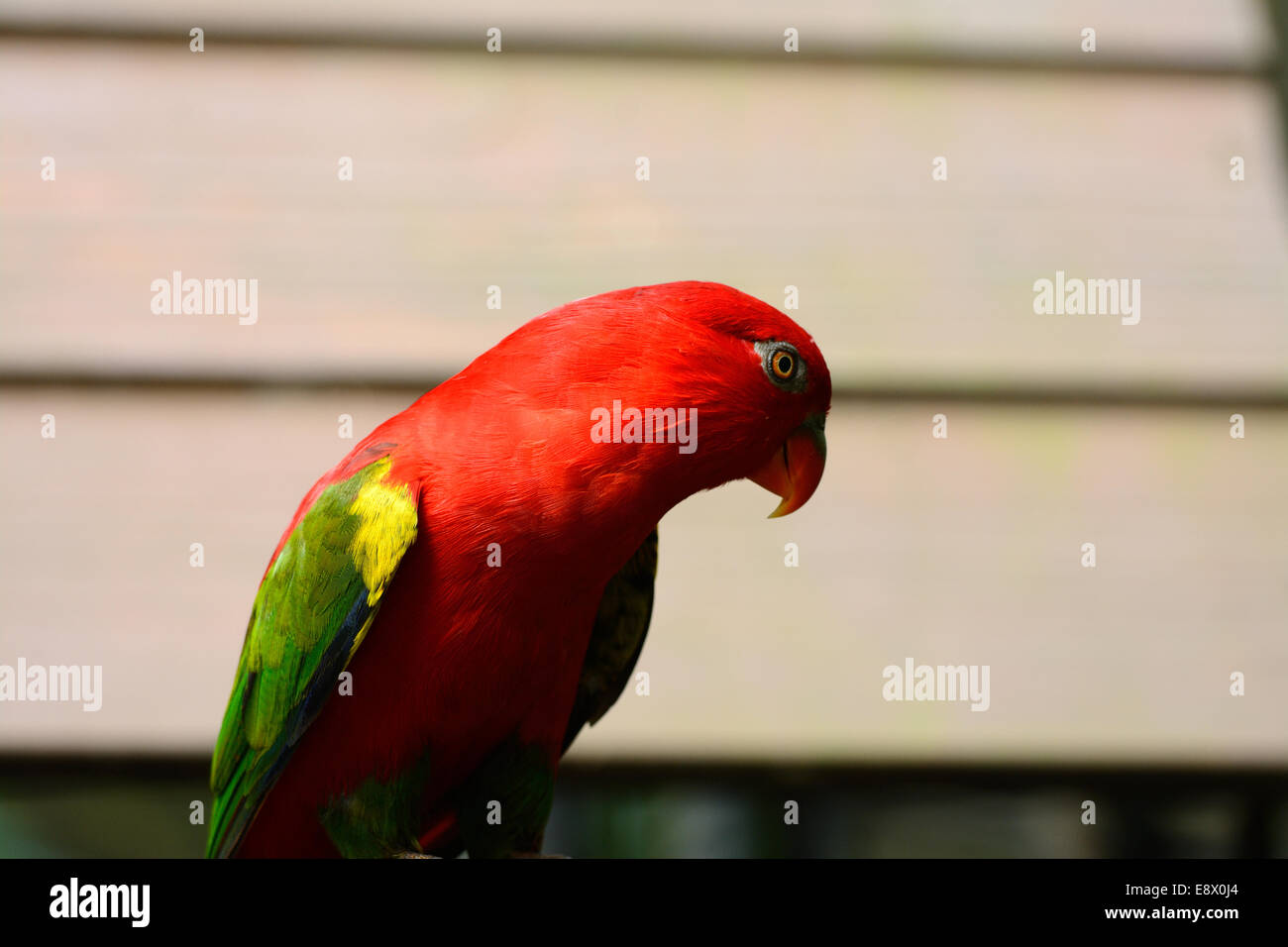 Bella Lory di chattering (Lorius garrulus) a tree top Foto Stock