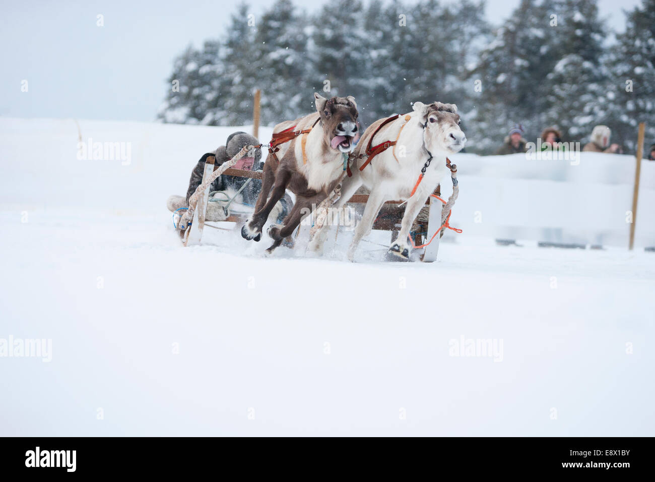 JOKKMOKK, Svezia renne racing al Jokkmokk annuale mercato invernale. Foto Stock