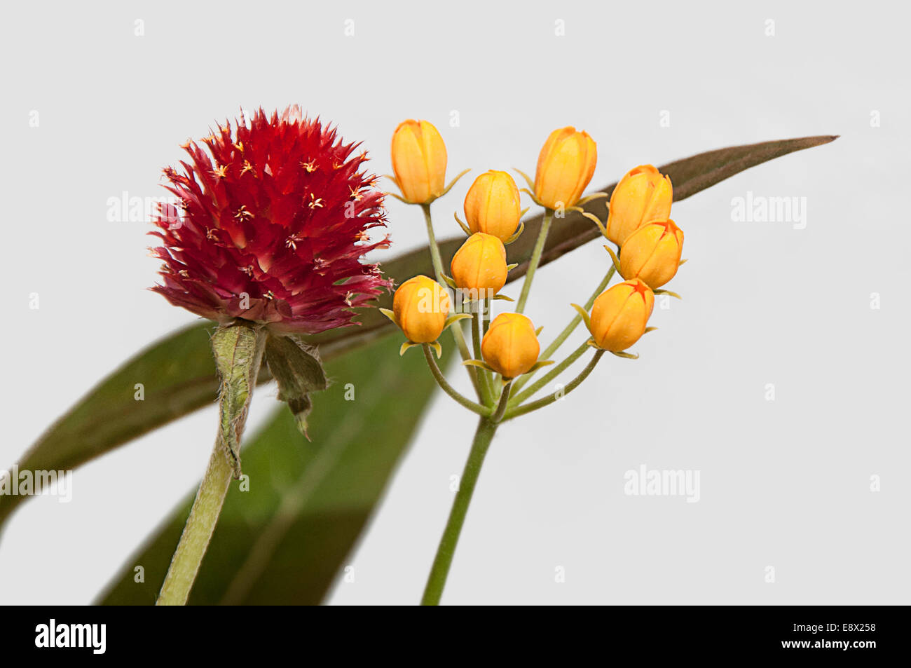 Primo piano di un fiore rosso, giustapposti con piccole gemme di colore arancione e 2 foglie verdi contro uno sfondo bianco. Disegno astratto. Foto Stock