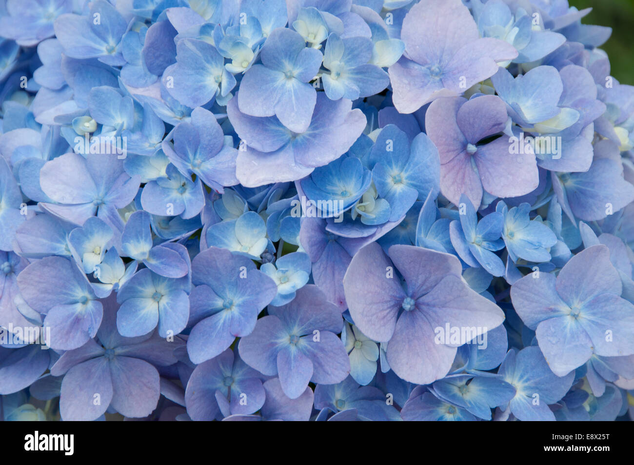 Tanti delicati lilla fiori colorati che riempiono il fotogramma di un modo astratto - campo di pallidi blu e turchese Foto Stock