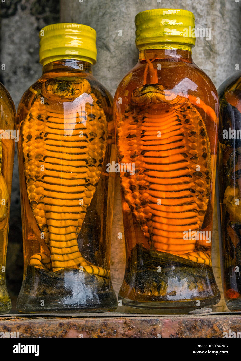 Disco due bottiglie di liquore con cobra snake immersi nella bevanda. Foto Stock