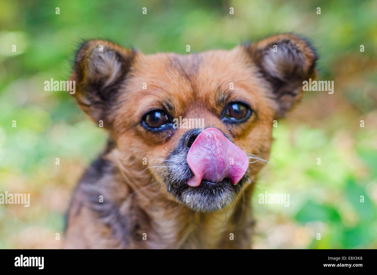 Fame senzatetto cane leccare le labbra con la sua lingua e avvolto a ricciolo Foto Stock