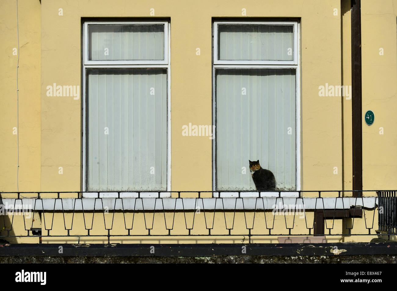 Stock Photo - Cat in seduta il vetro anteriore del tetto a terrazza house, Derry, Londonderry, Irlanda del Nord. ©George Sweeney /Alamy Foto Stock