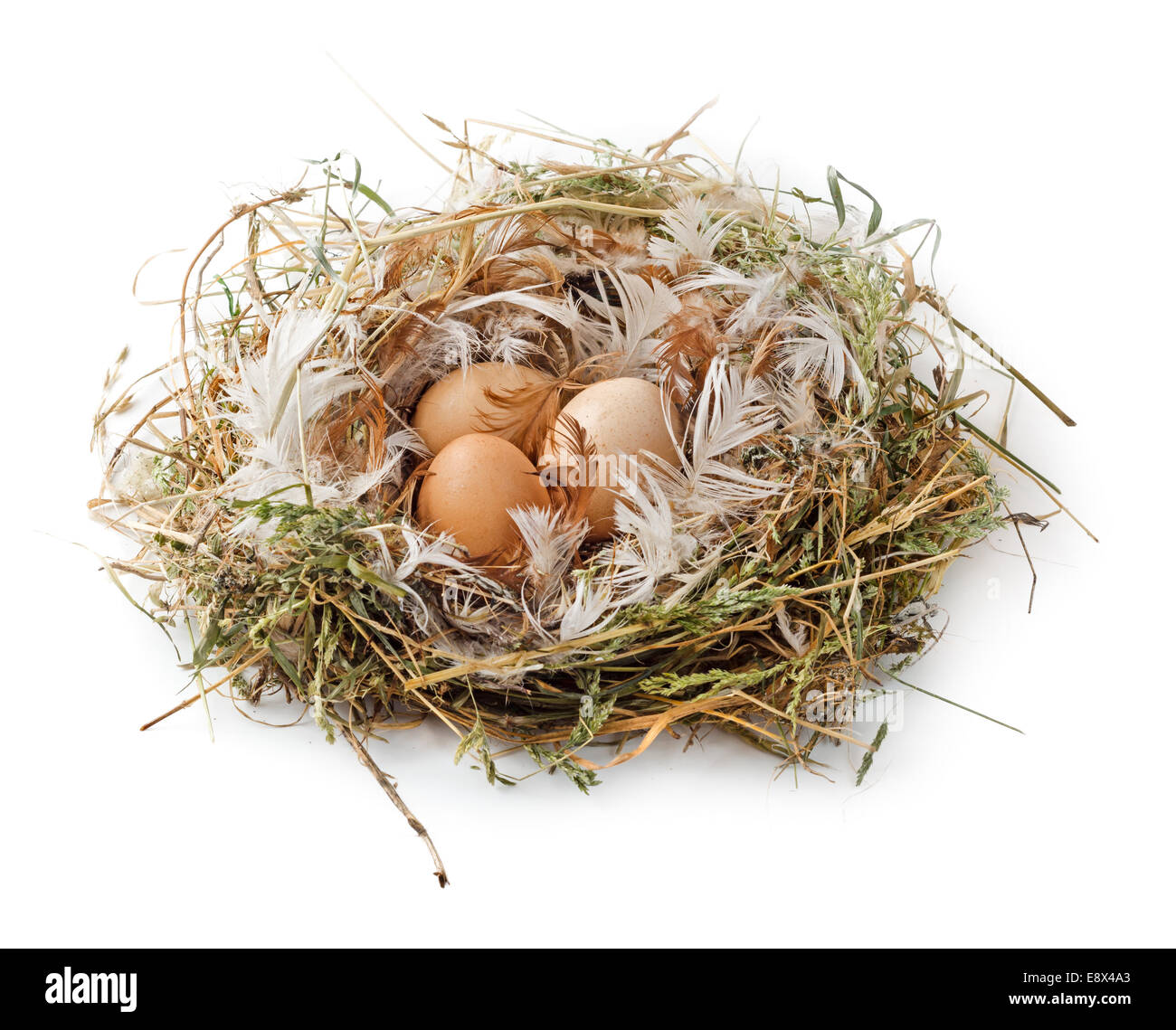 Marrone tre uova nel nido Foto Stock