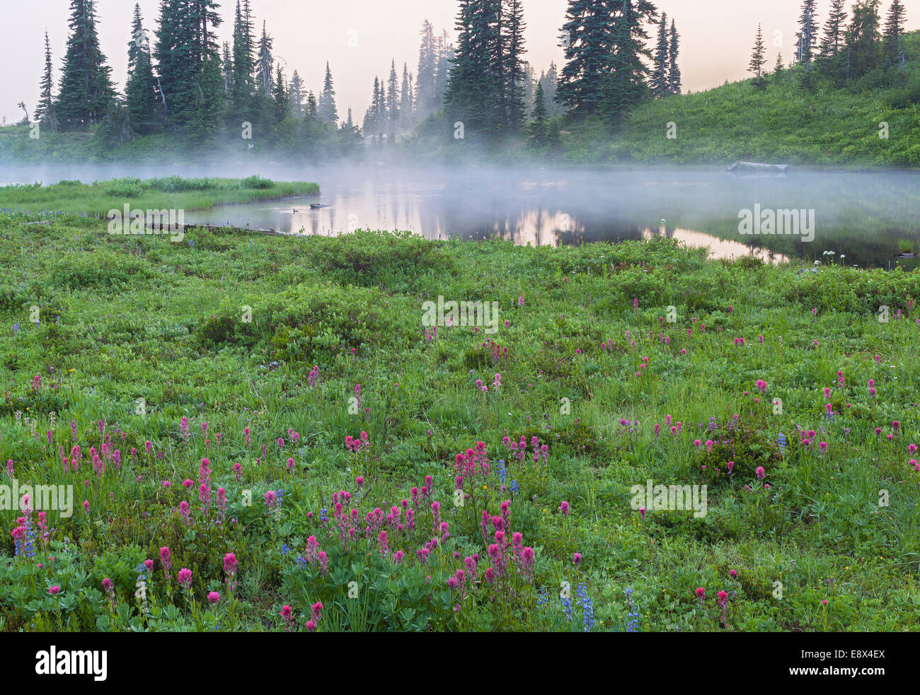 Il Parco Nazionale del Monte Rainier, WA: nebbia rising off di Tipsoo superiore lago con pennello magenta (Castilleja miniata) e latifoglie Foto Stock