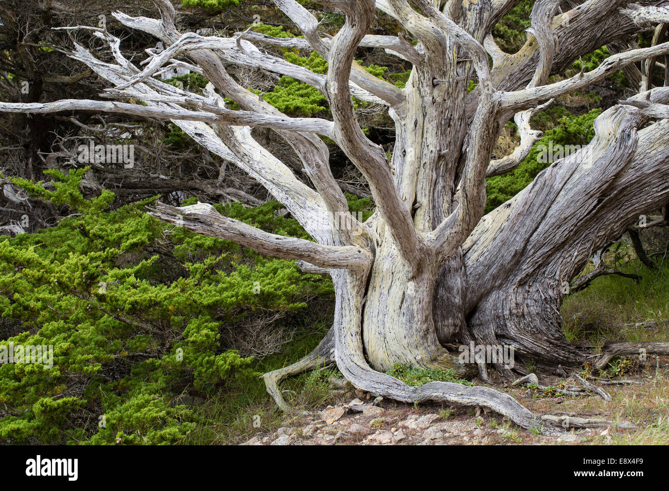 Monterey cipressi, Cupressus macrocarpa, punto Lobos, Monterey, California Foto Stock
