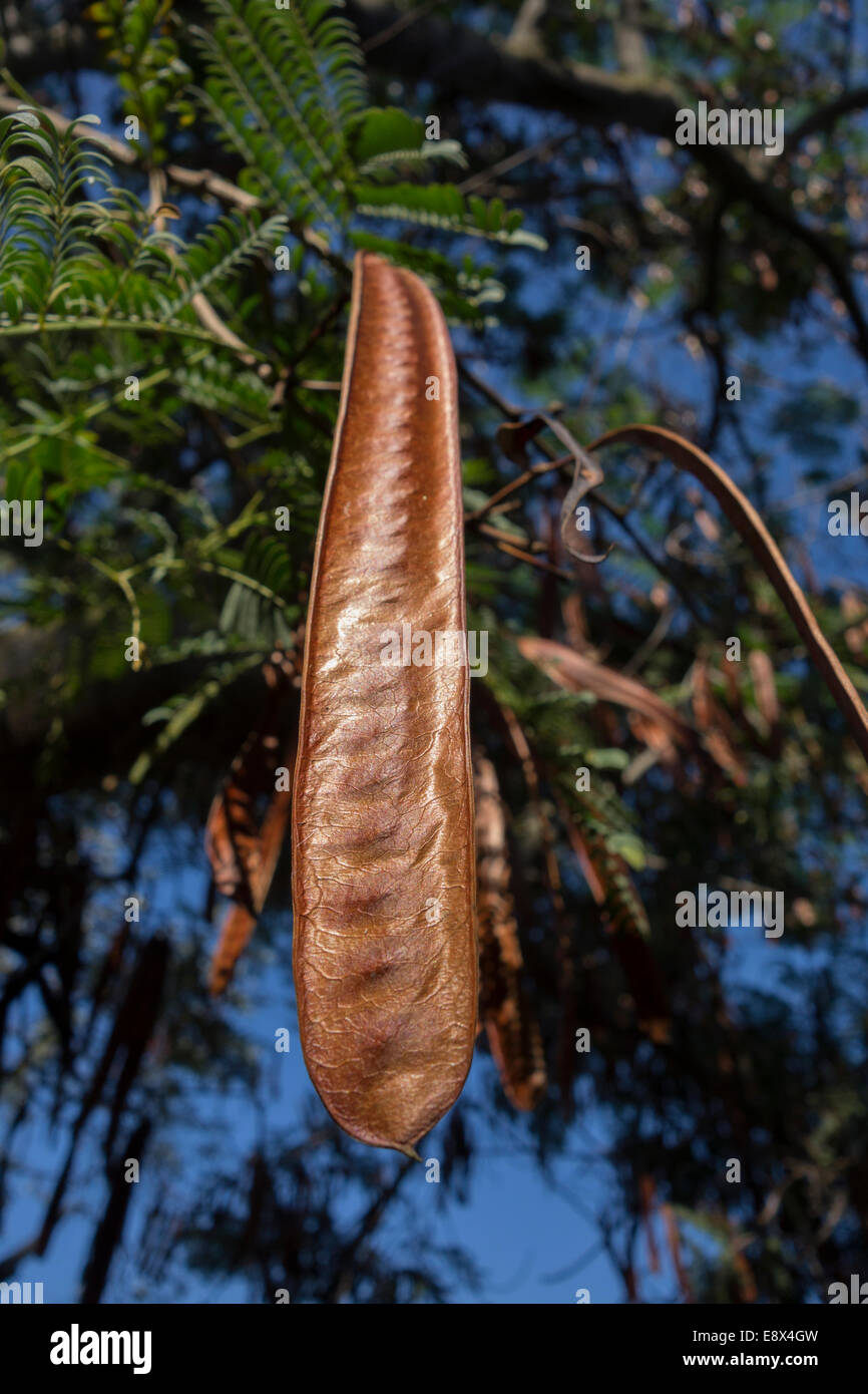 Close-up di un pod di seme di un Flame Tree, Delonix regia. Foto Stock