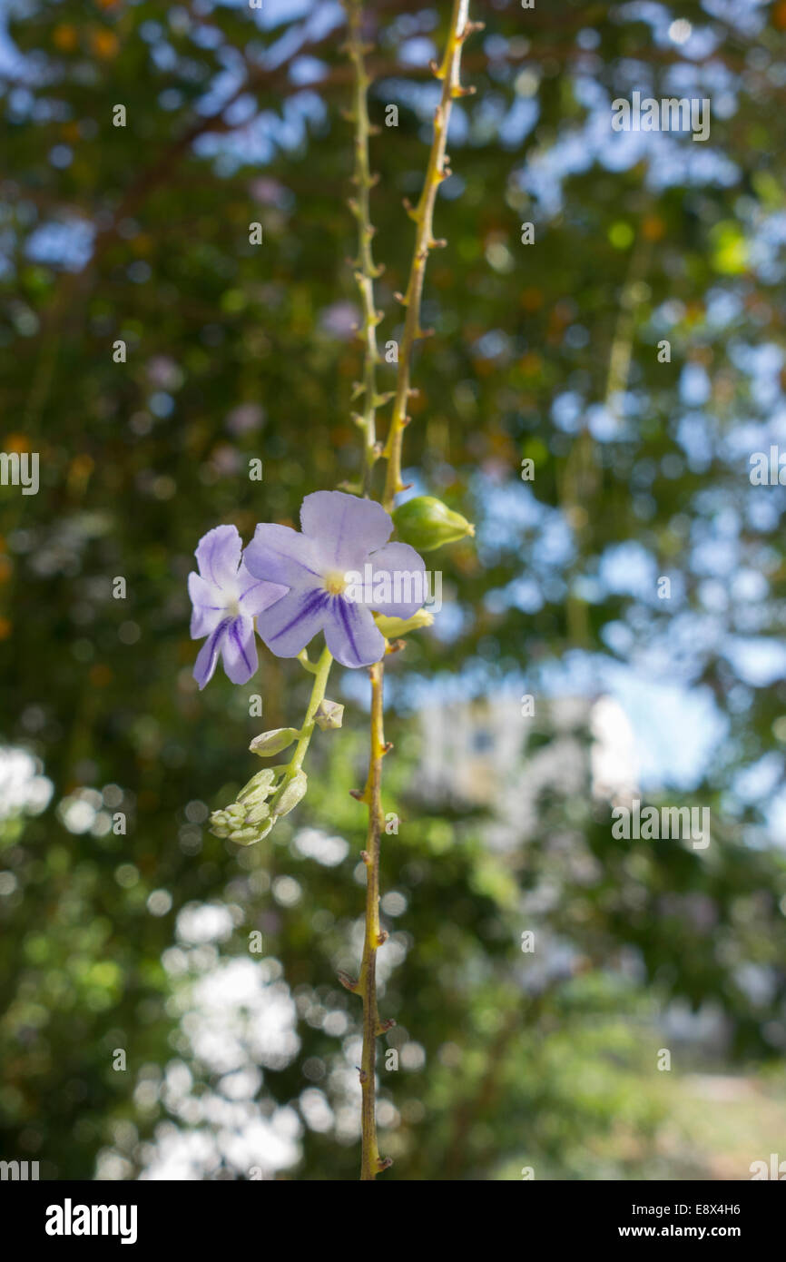 Close-up di un skyflower, duranti erecta. Questa foto è stata scattata a Malta. Foto Stock