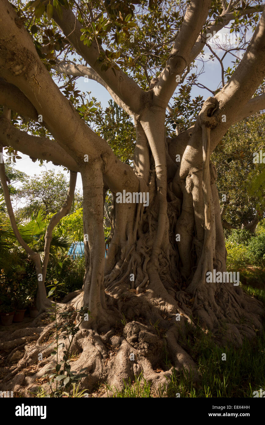 Albero Gigante trunk , preso in Malta. Foto Stock