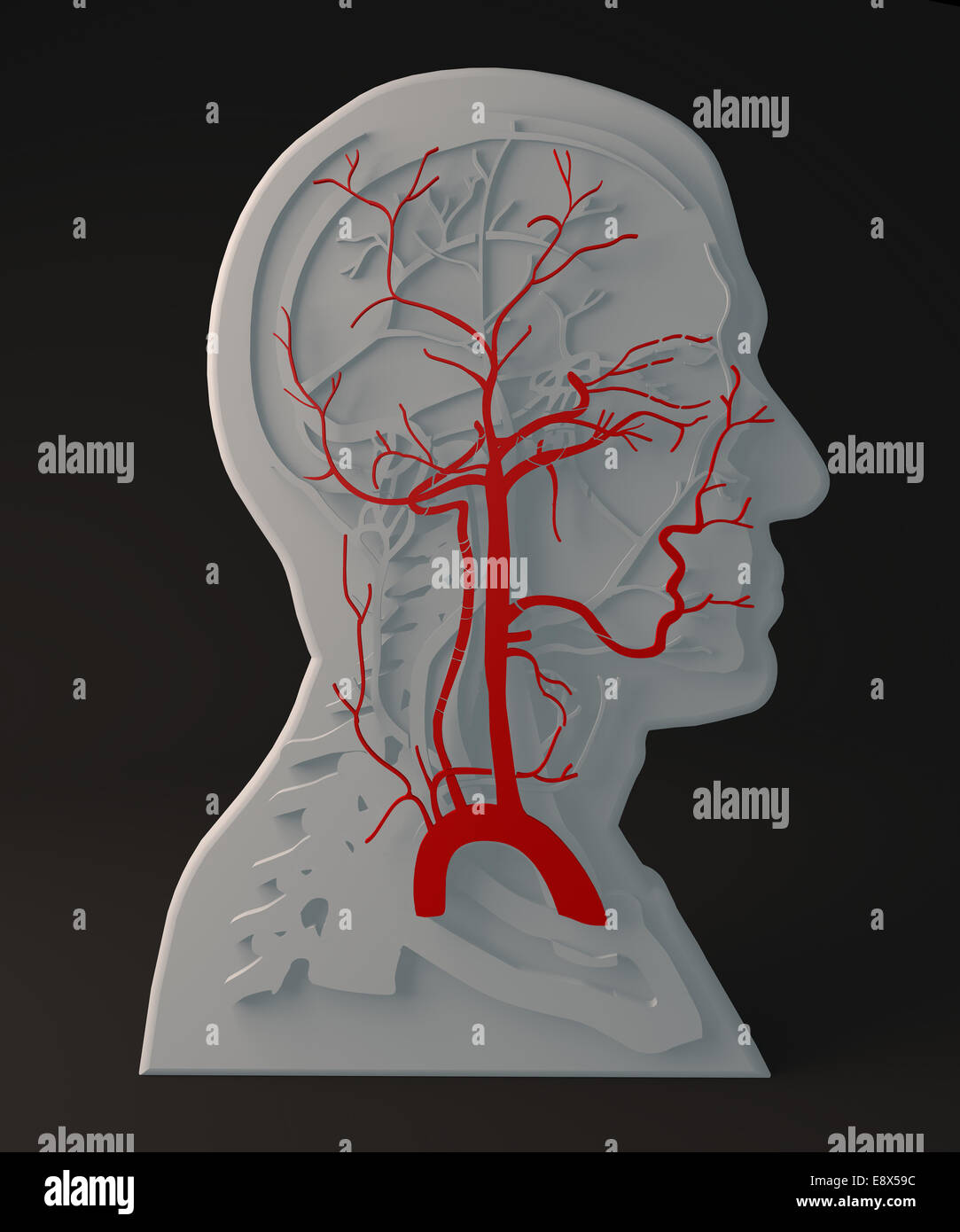 Anatomia Umana, la struttura della testa Foto Stock