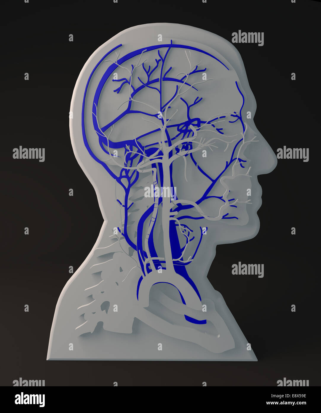 Anatomia Umana, la struttura della testa Foto Stock