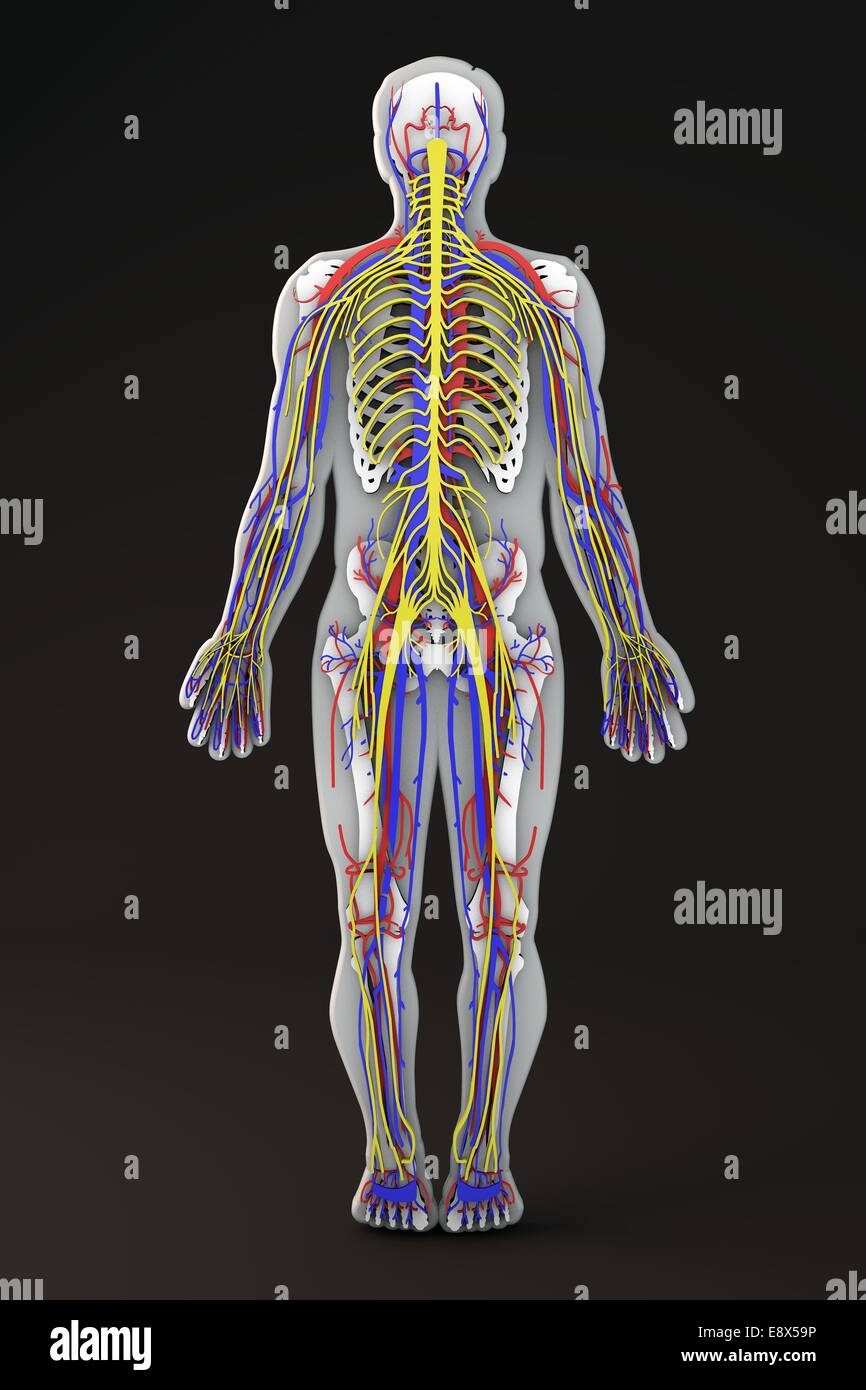 Corpo umano in forma di sezione, il sistema circolatorio: venosa e arteriosa systems Foto Stock