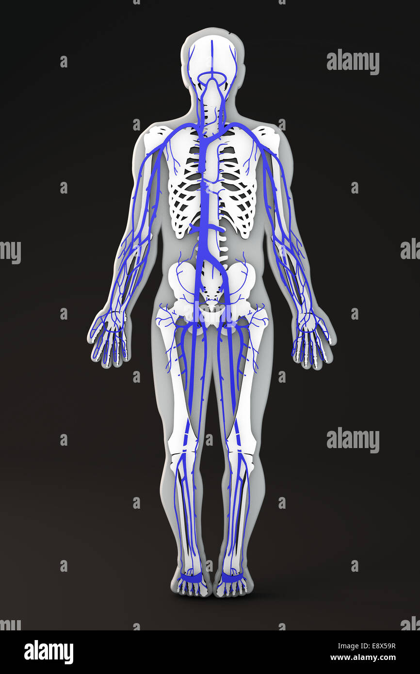 Corpo umano in forma di sezione, il sistema circolatorio: venosa e arteriosa e nervoso Foto Stock