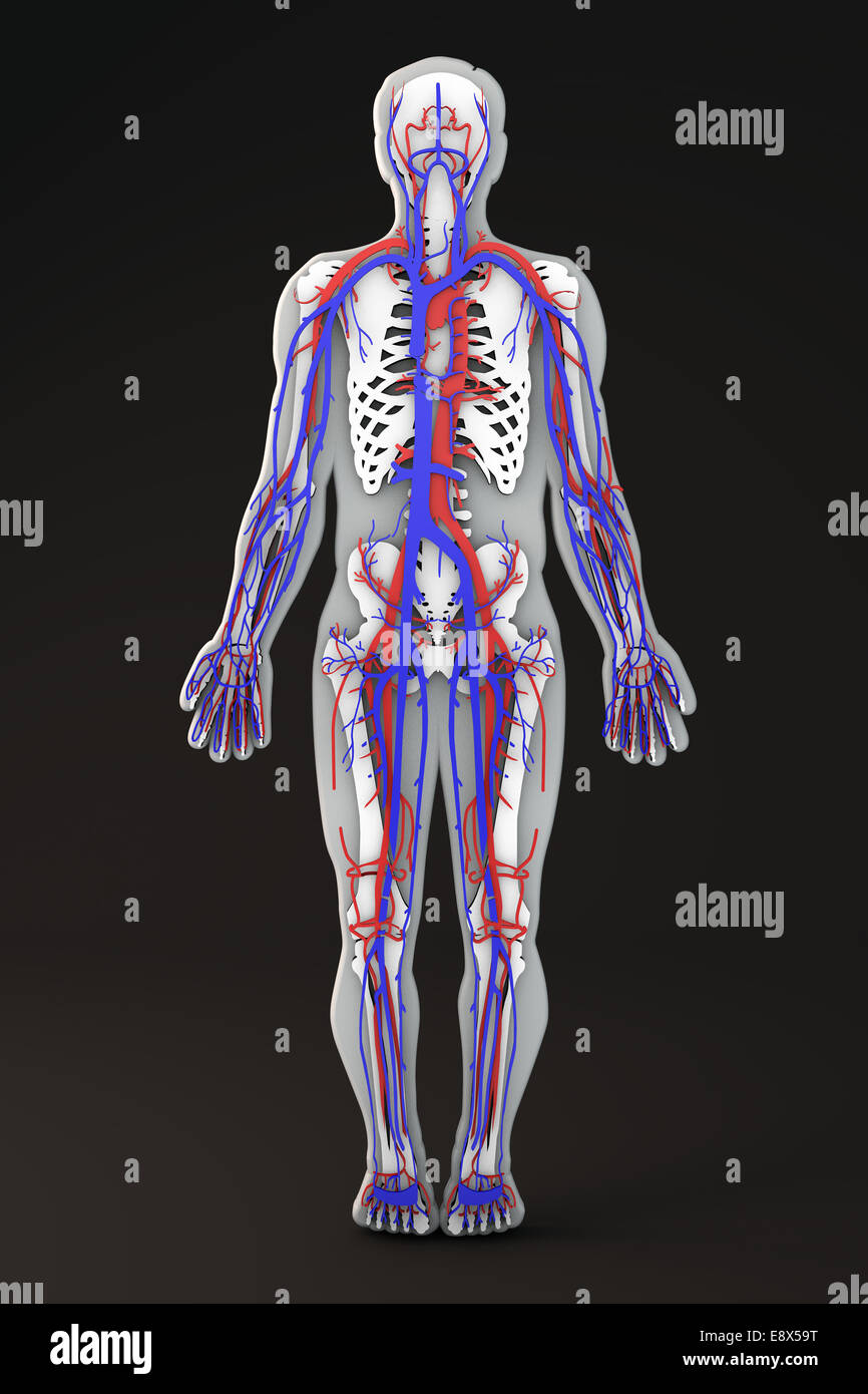 La sezione del corpo umano apparati interni, la forma del corpo a sezione venosa e arteriosa sistema circolatorio Foto Stock