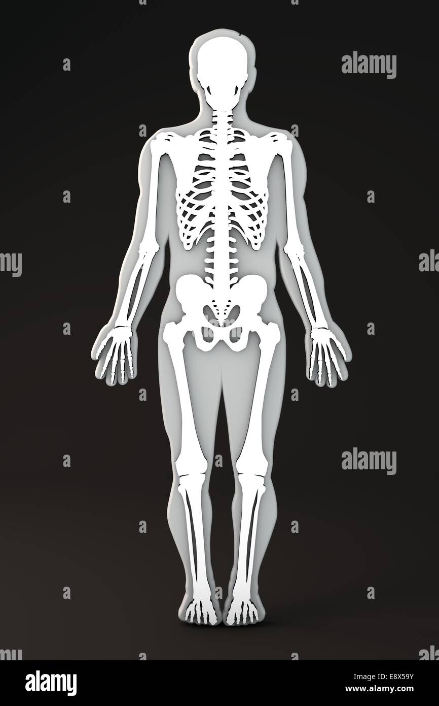 Corpo Umano scheletro outline sezione Foto Stock