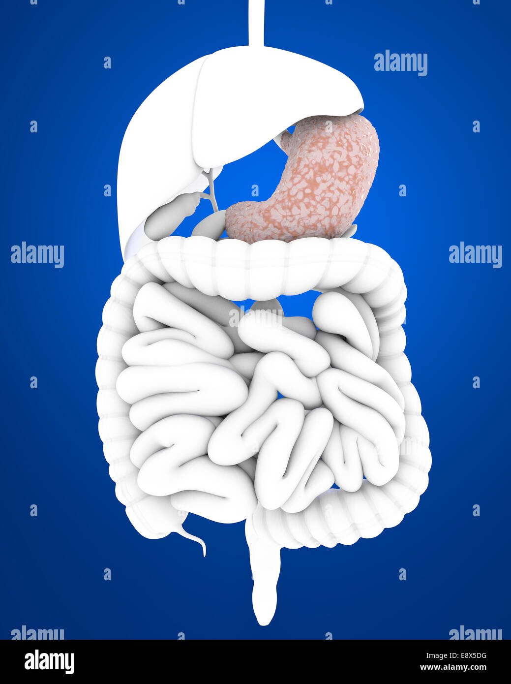 3D sistema digestivo, stomaco, organi interni su sfondo blu Foto Stock