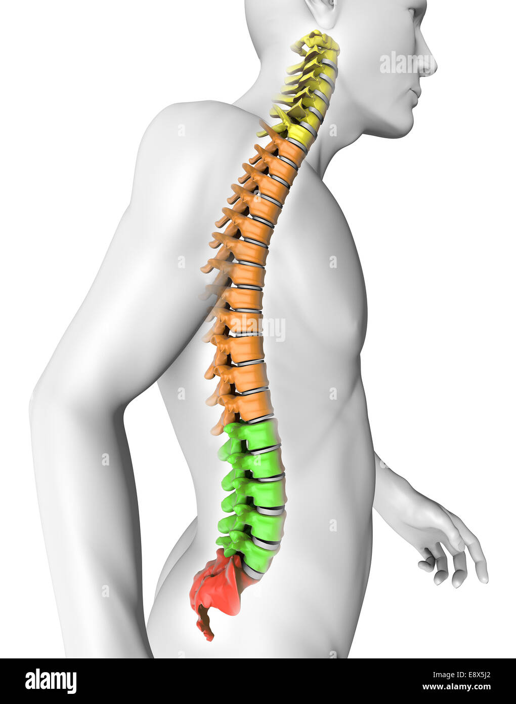 3D corpo umano anatomia della colonna vertebrale Foto Stock