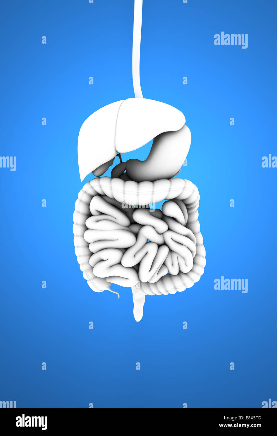 3D sistema digestivo su sfondo blu, il tubo digerente e dello stomaco e delle ulcere Foto Stock