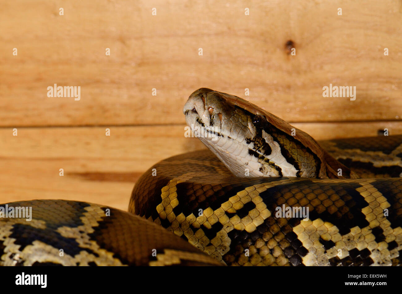 Bella birmano (Python Python bivittatus) dormire nel terrarium Foto Stock