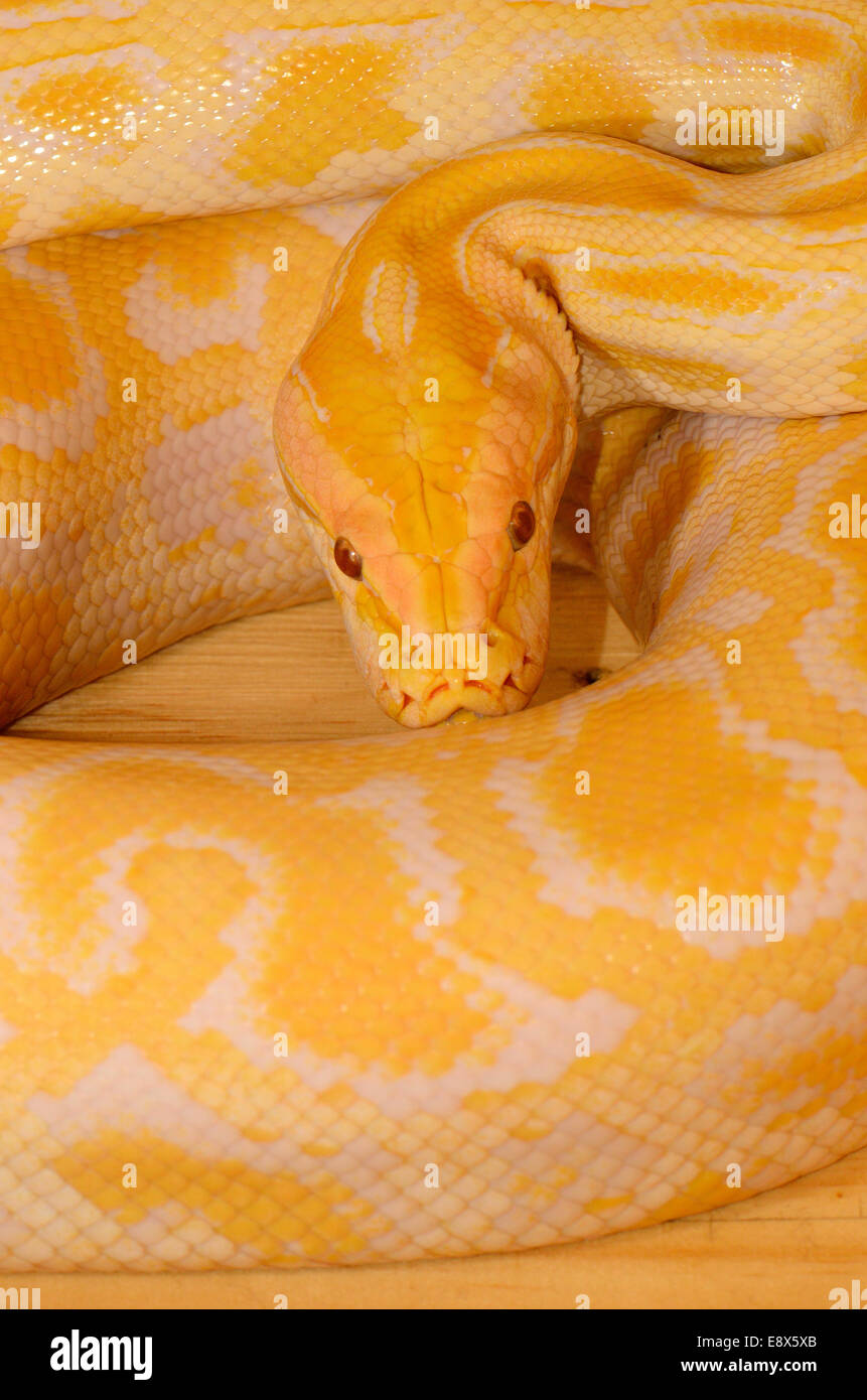 Bella albino birmano (Python Python bivittatus) dormire nel terrarium Foto Stock