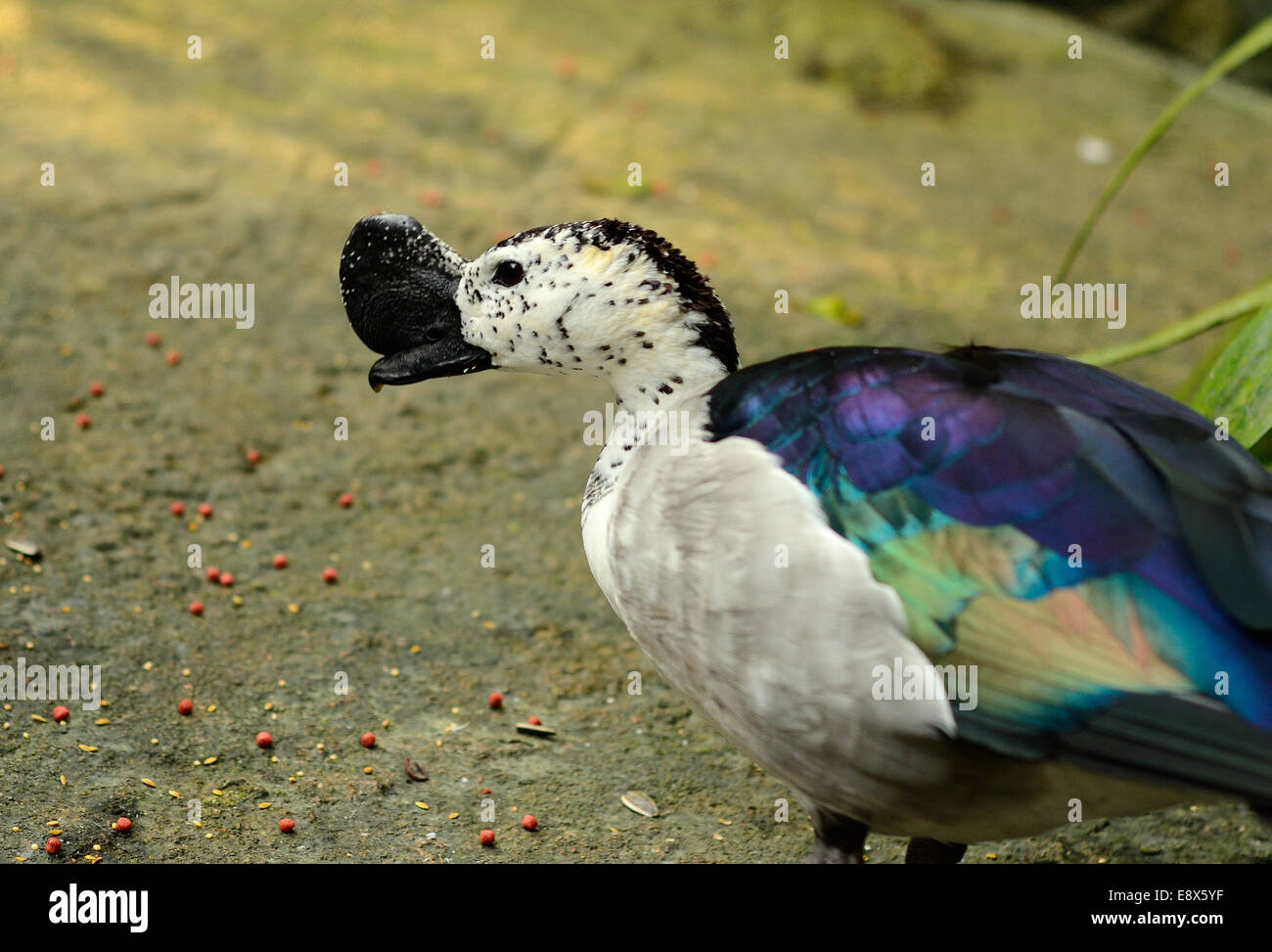 Bel maschio di anatra a pettine (Sarkidiornis melanotos) di appoggio al suolo Foto Stock