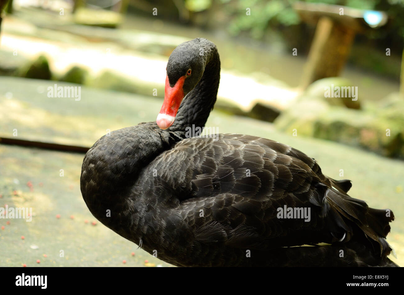 Bella Black Swan (Cygnus atratus) di appoggio al suolo Foto Stock