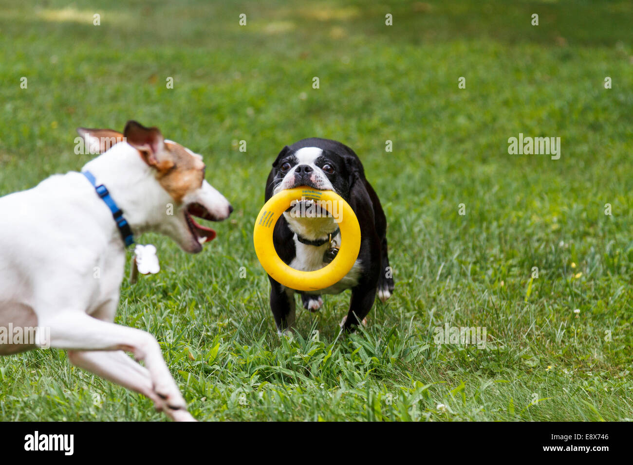Un Boston Terrier e un Jack Russell Terrier a giocare Foto Stock