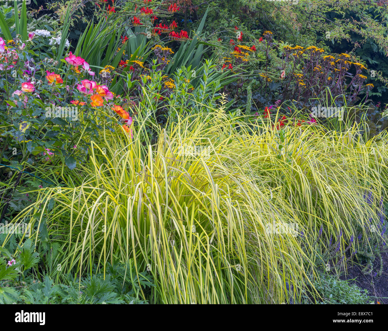 Vashon-Maury Island, WA: erbe con rose e fiori crocosmia, dettaglio Foto Stock