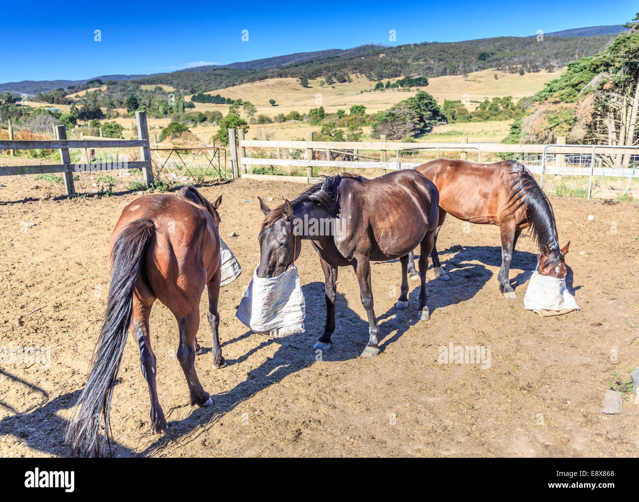 Cavalli alimentazione nel paddock, sacchi di grano di foraggi Foto Stock