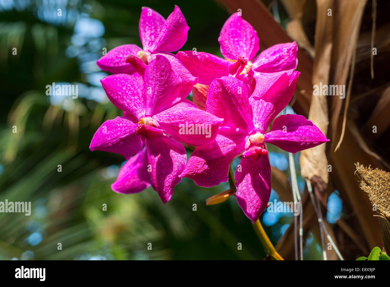 Una bella orchid nella sala interna Foto Stock