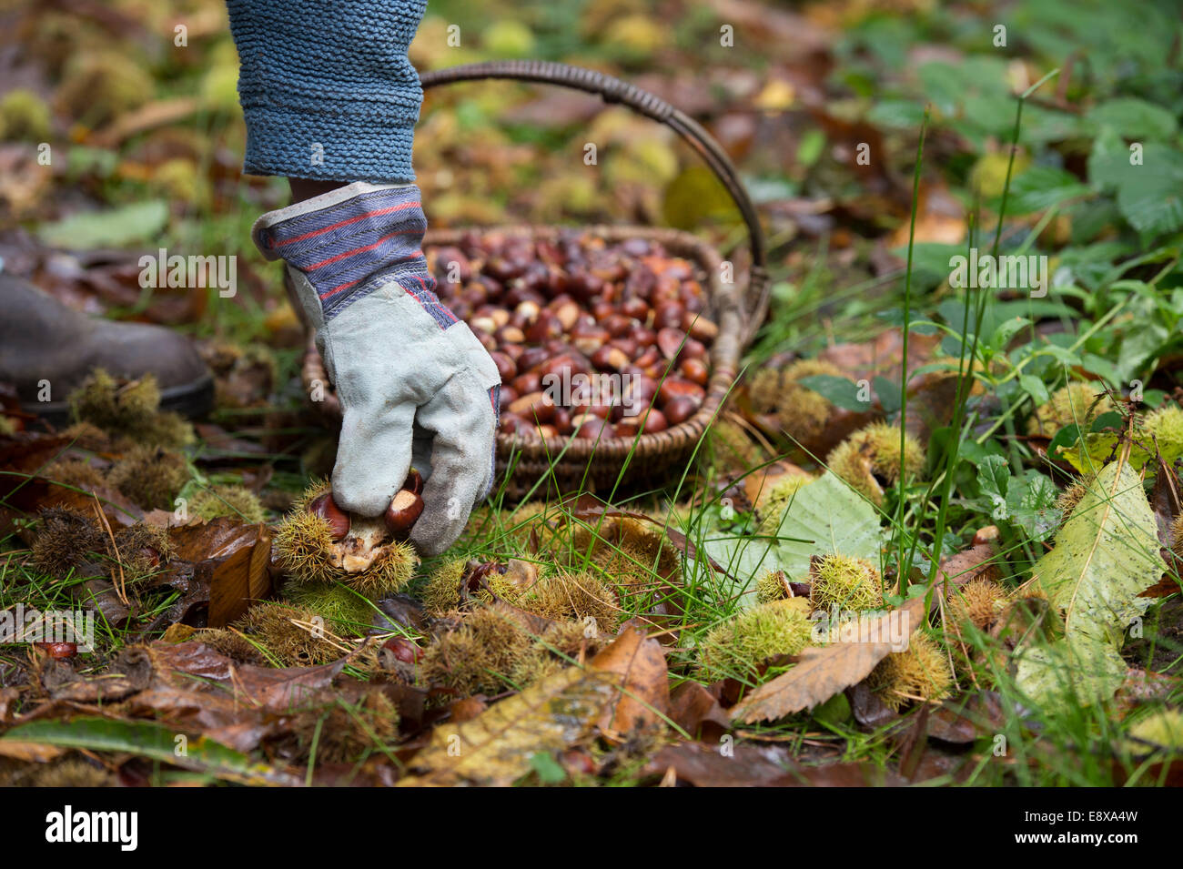 L uomo indossa guanti rovistando le castagne in autunno . Regno Unito Foto Stock