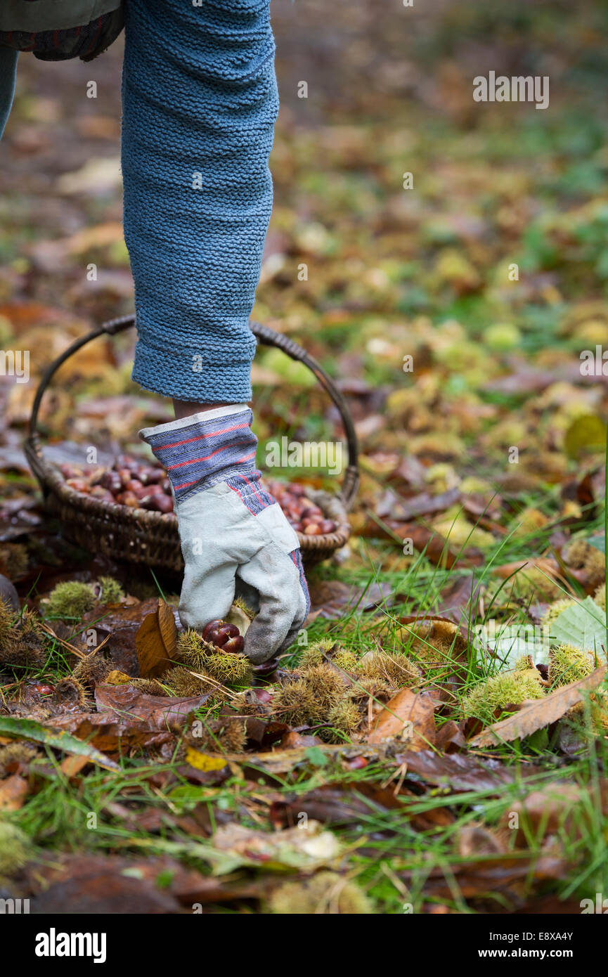 L uomo indossa guanti rovistando le castagne in autunno . Regno Unito Foto Stock