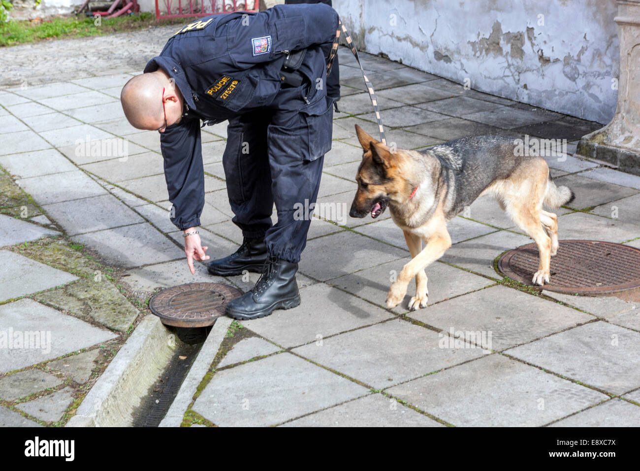 Caccia cane polizia esplosivi, UN pastore tedesco ispeziona un oggetto, cane polizia sniffing esplosivi Foto Stock