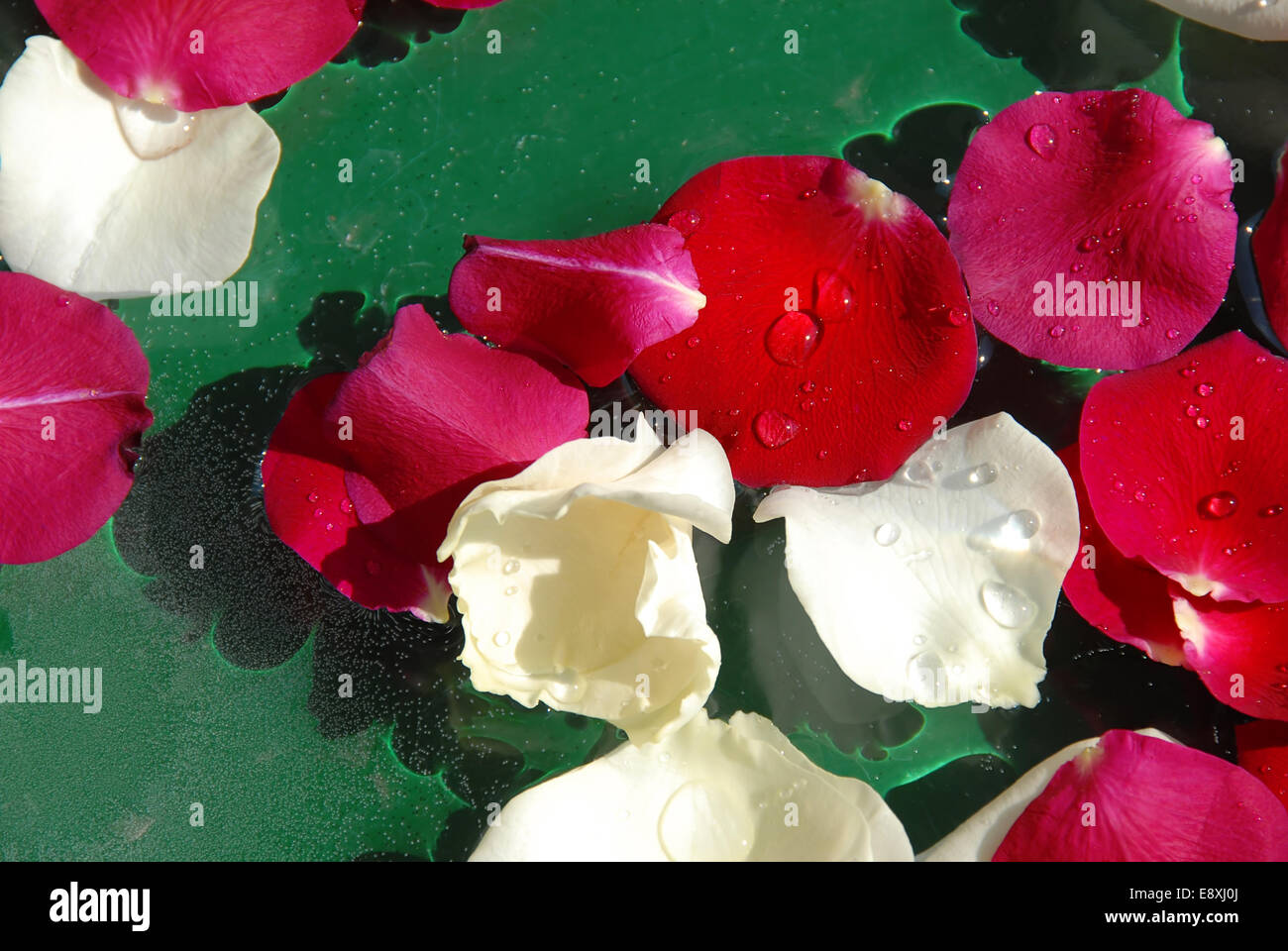 Petali di rosa sullo sfondo Foto Stock