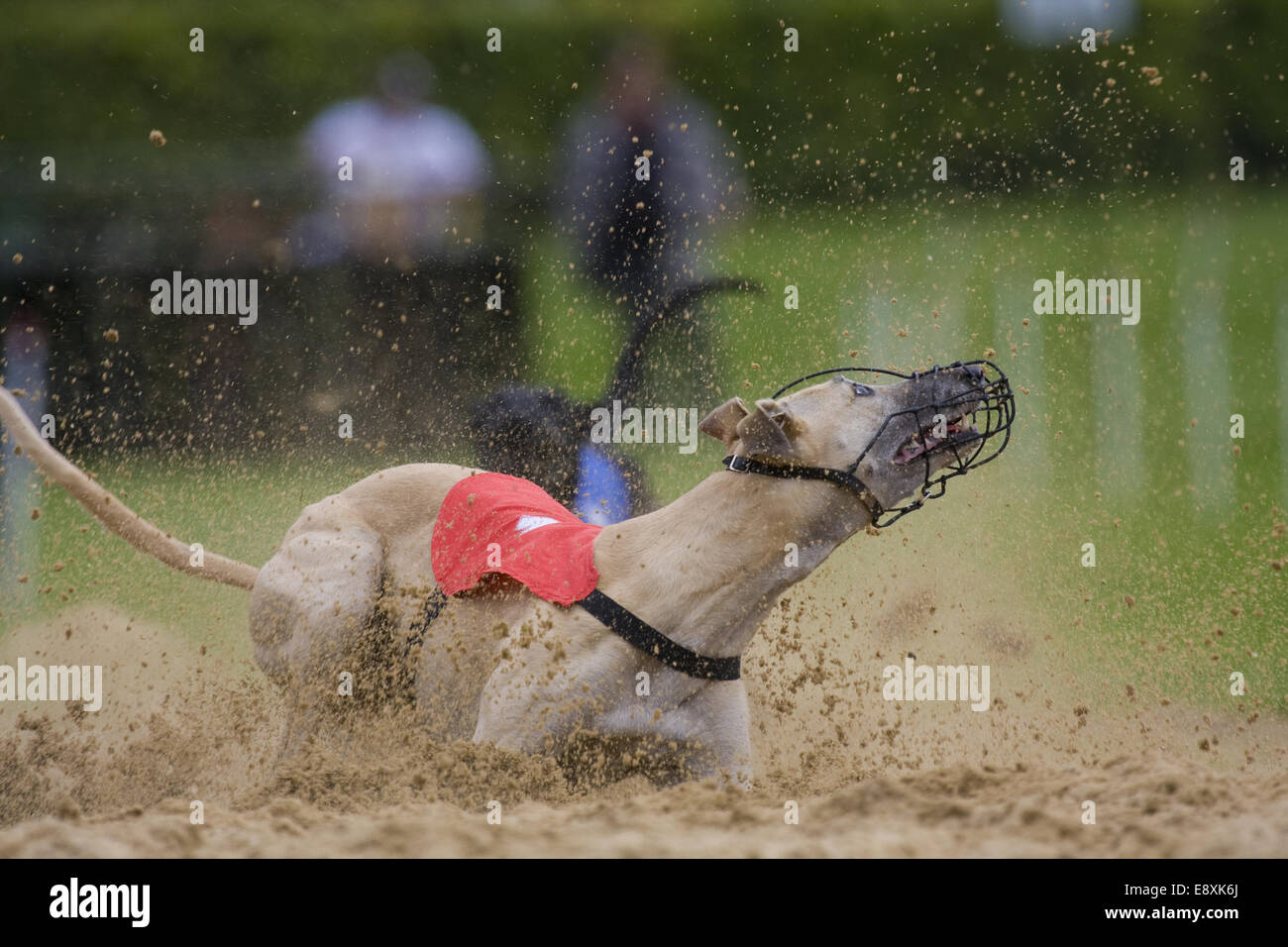 Levriero presso il Greyhound Racing Foto Stock