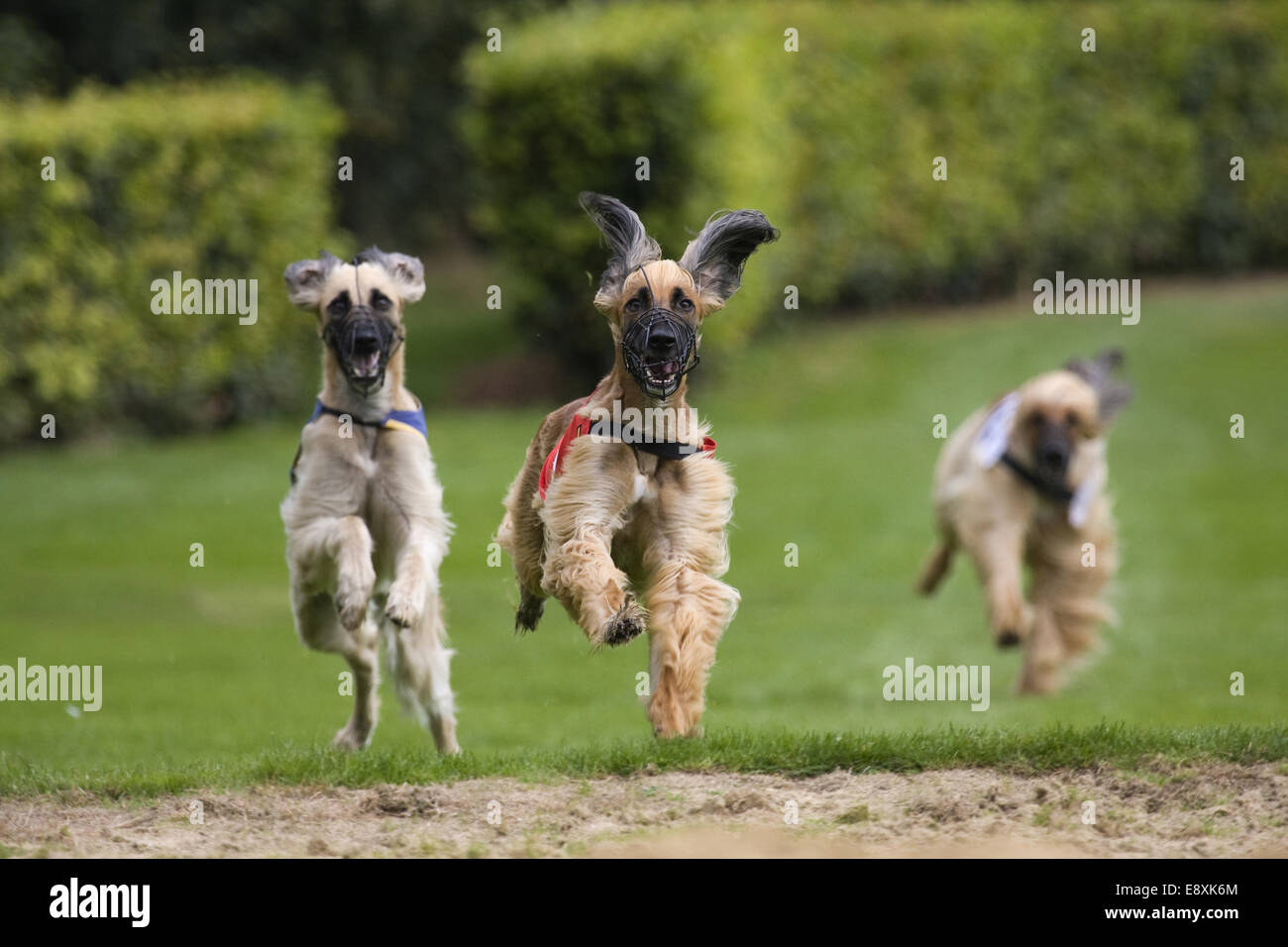 Tre Levrieri Afghani presso il Greyhound Racing Foto Stock