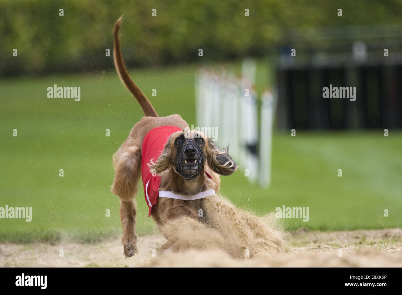 Afghan hound in azione Foto Stock
