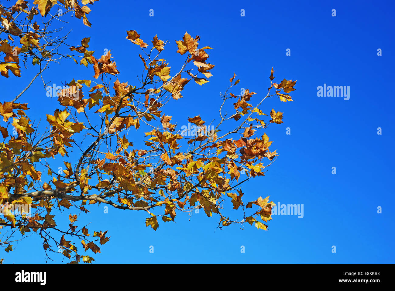 Giallo Foglie di autunno blu cielo Foto Stock