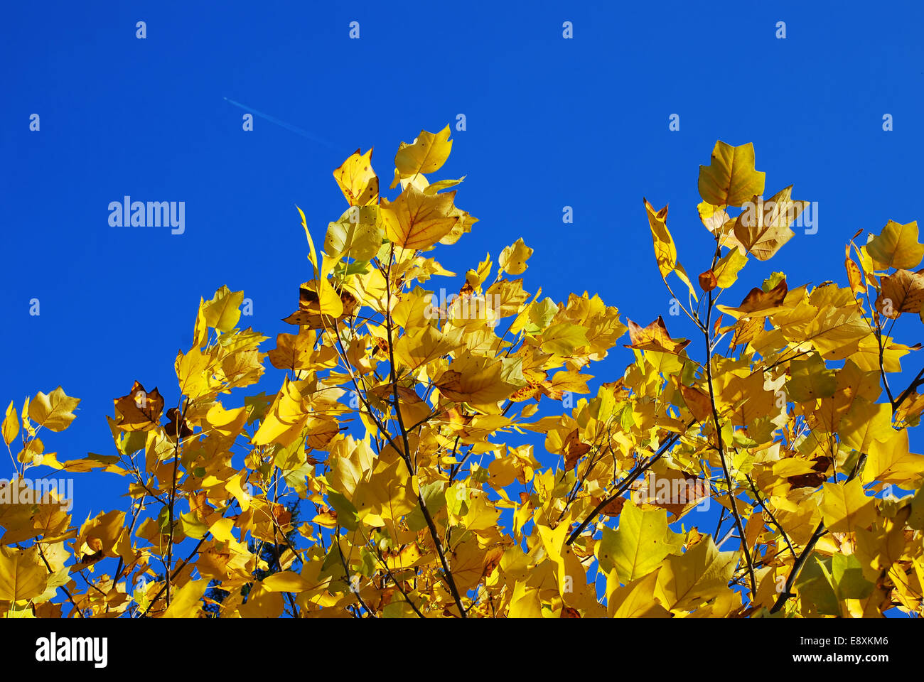 Giallo Foglie di autunno blu cielo Foto Stock