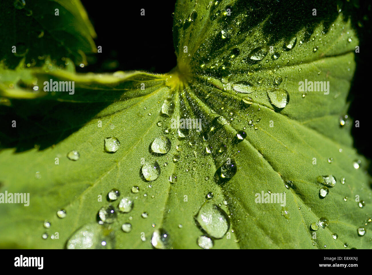 Rugiada di mattina su una foglia Foto Stock