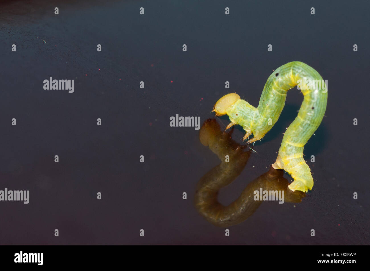 Crochet Inchworm ripiegato su una superficie scura Foto Stock