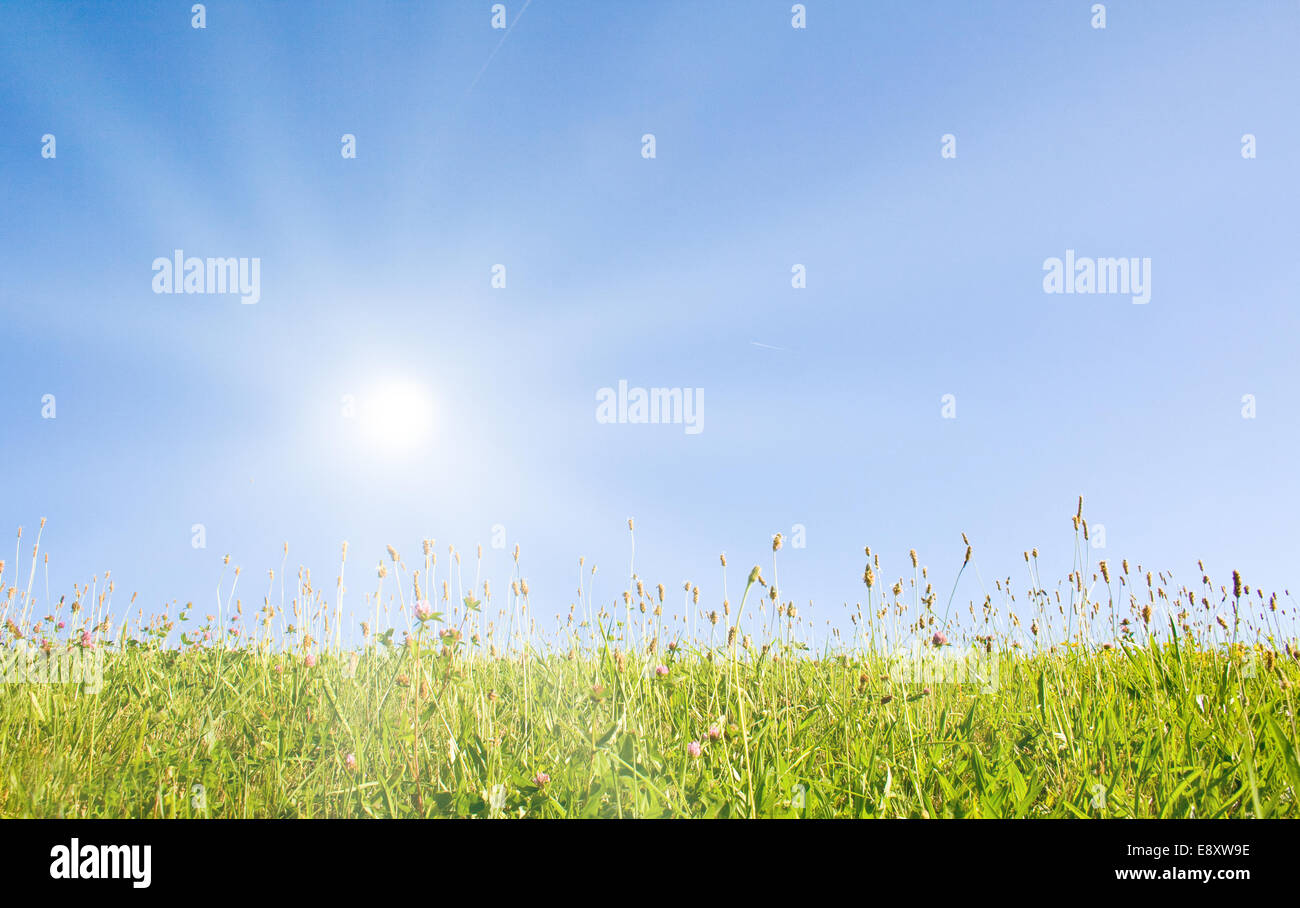 Prato Foto Stock