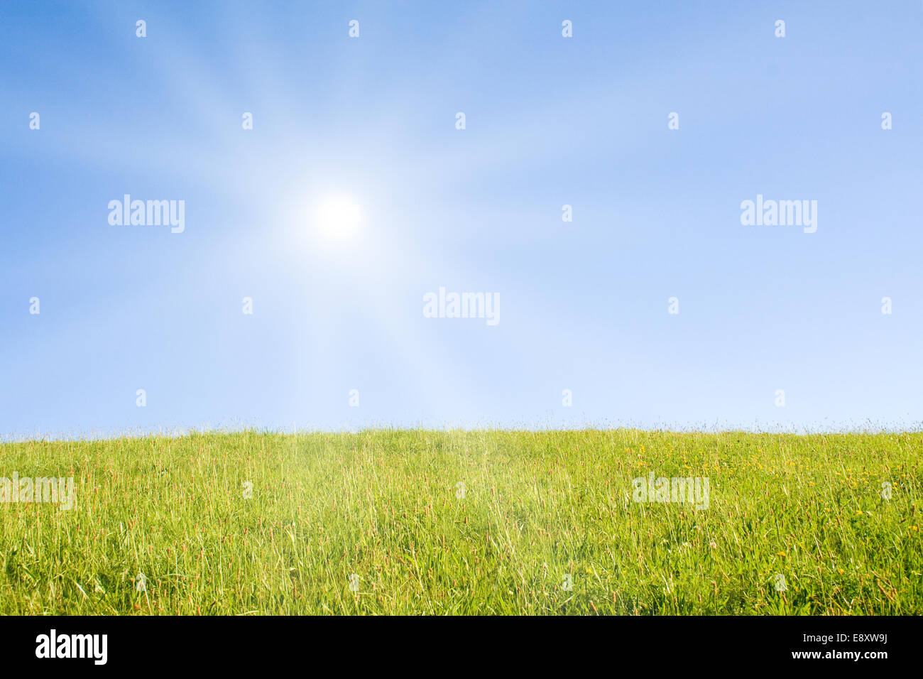 Prato Foto Stock