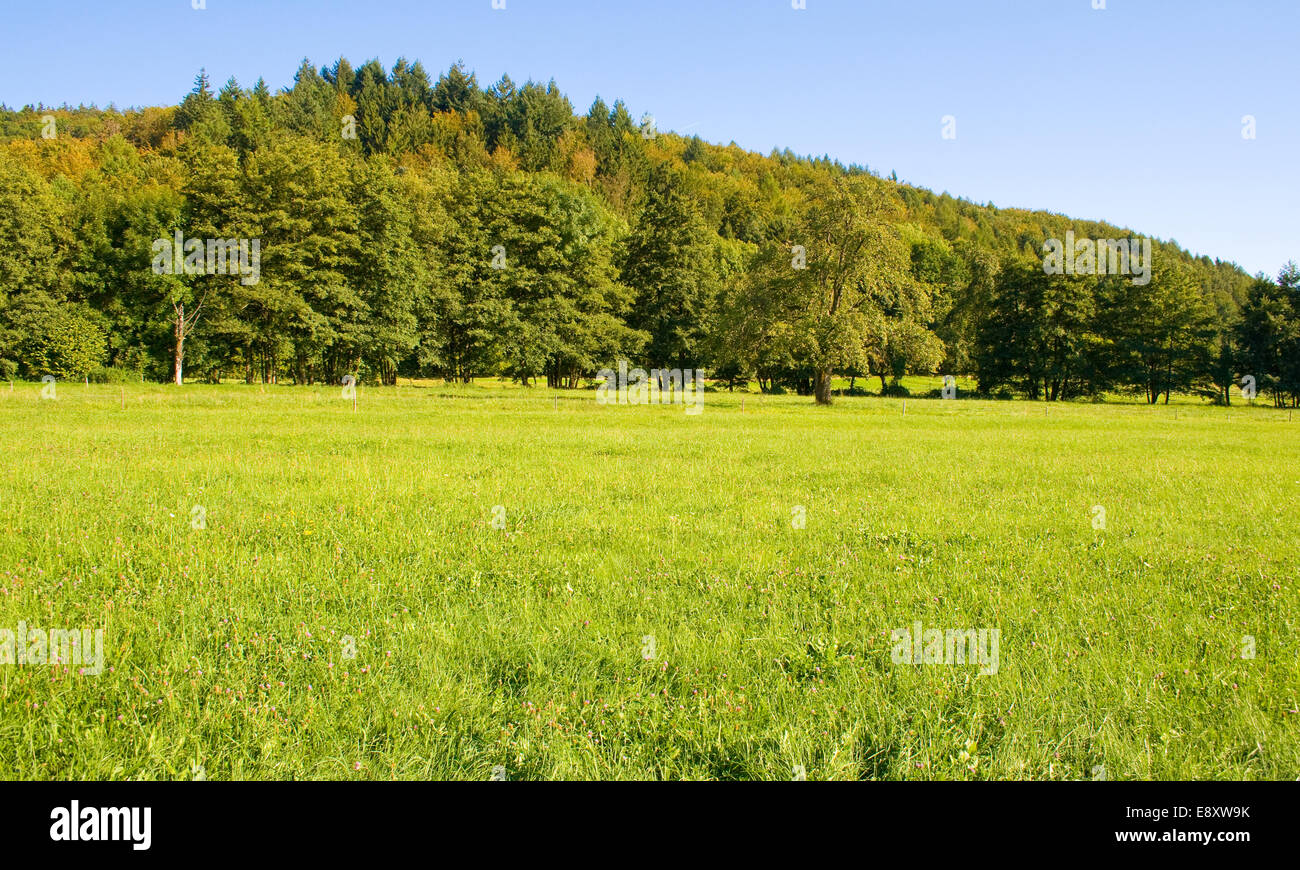 Prato Foto Stock