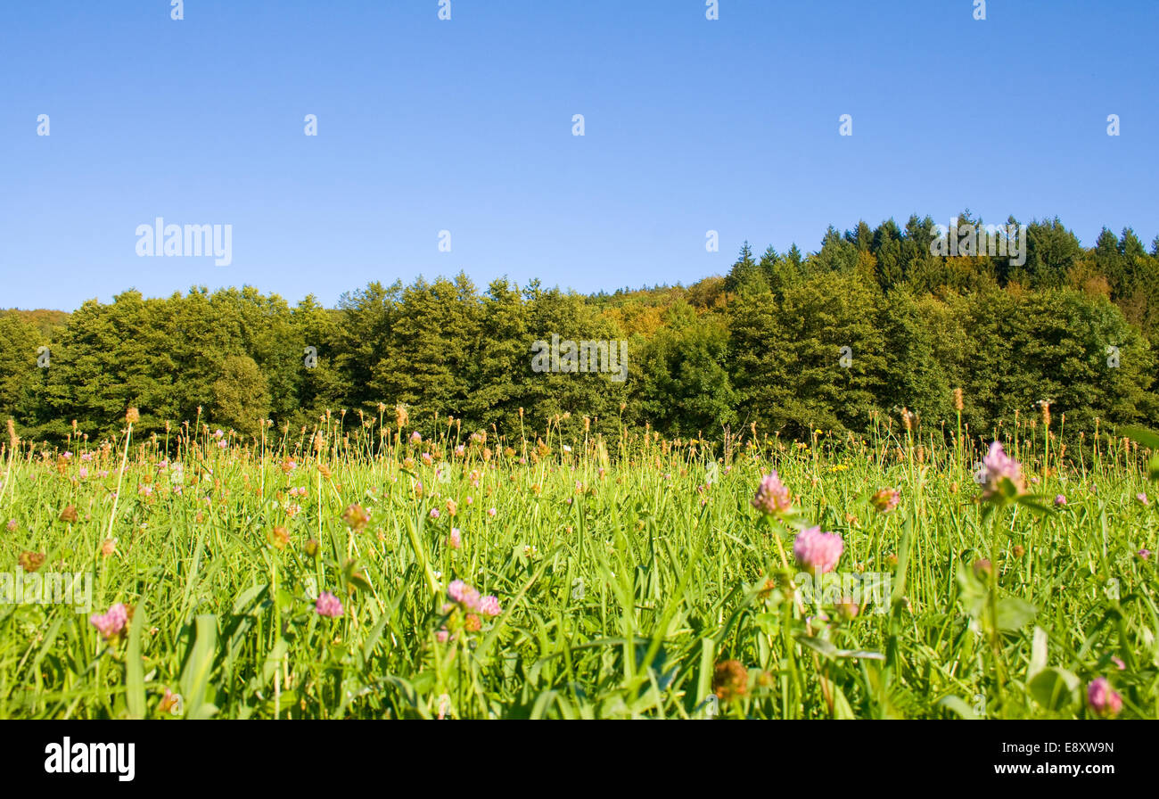 Prato Foto Stock