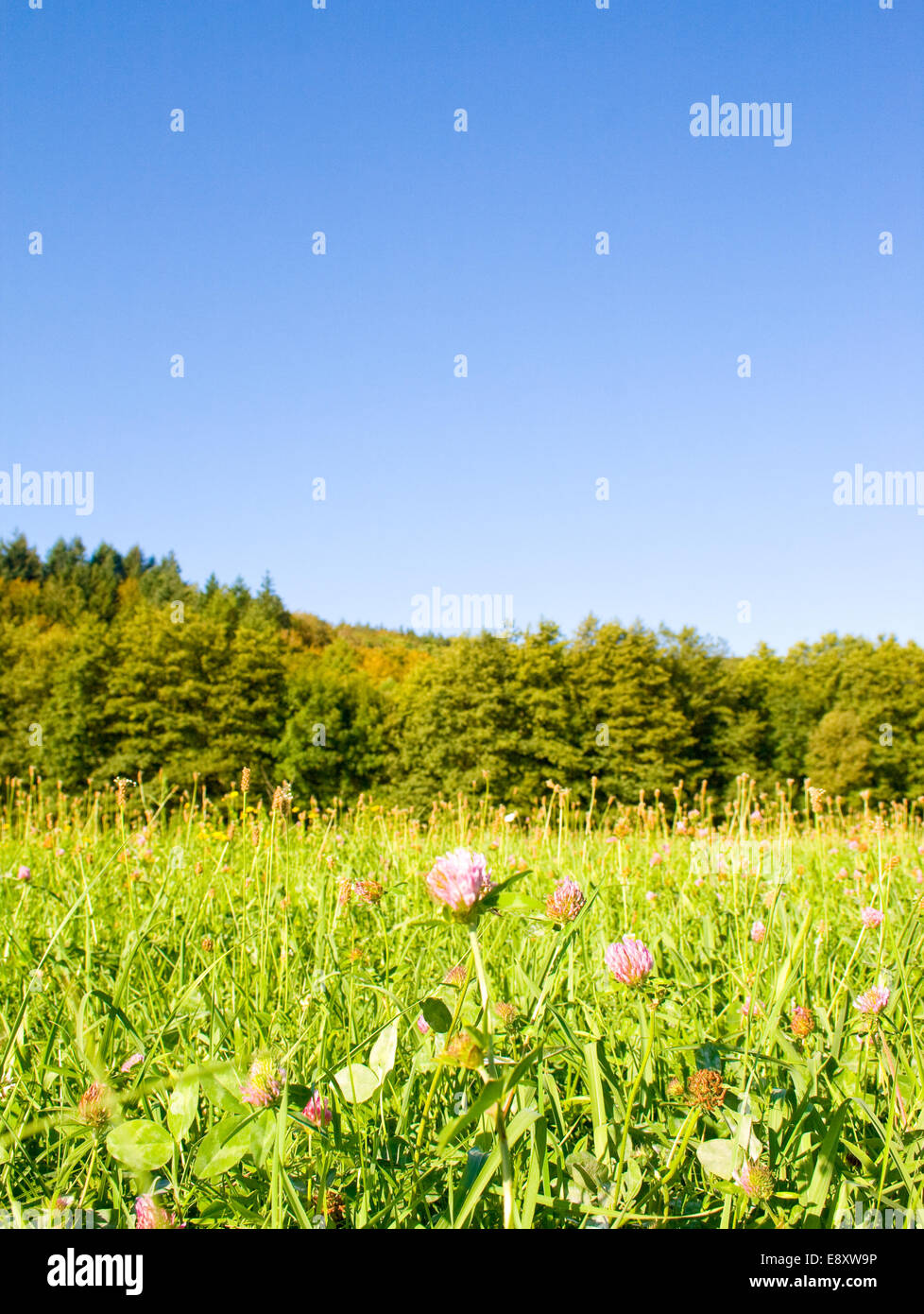 Prato Foto Stock