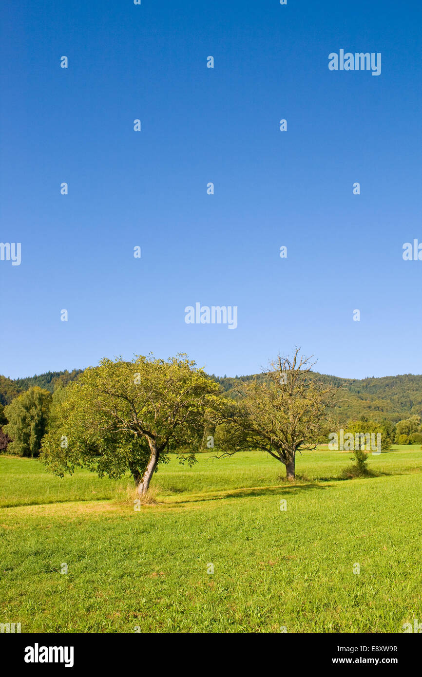 Prato Foto Stock